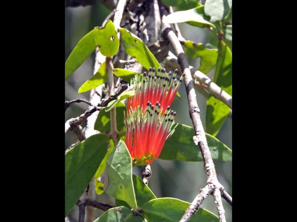 Decaisnina signata
Mistletoe (Eng)
Trefwoorden: Plant;Loranthaceae;Bloem;rood;groen