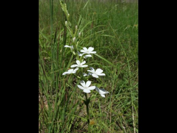 Buchnera linearis
Blackrod (Eng)
Trefwoorden: Plant;Orobanchaceae;Bloem;wit