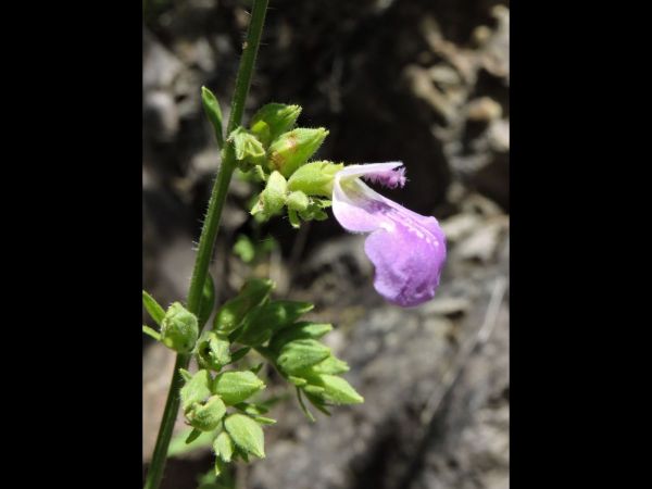 Anisomeles malabarica
Malabar Catmint (Eng)
Trefwoorden: Plant;Lamiaceae;Bloem;purper;violet;blauw
