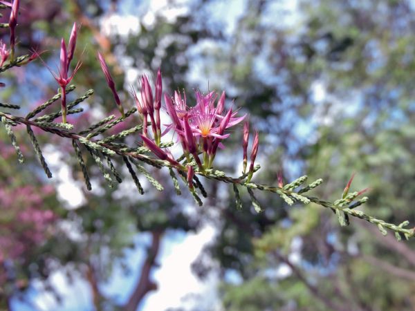 Calytrix exstipulata
Turkey Bush (Eng)
Trefwoorden: Plant;Myrtaceae;Bloem;roze