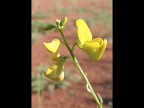 Crotalaria eremaea
Desert Rattlepod (Eng)
Trefwoorden: Plant;Fabaceae;Bloem;geel