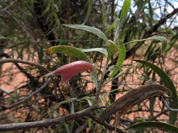 Eremophila longifolia
Berrigan (Eng)
Trefwoorden: Plant;Scrophulariaceae;Bloem;rood