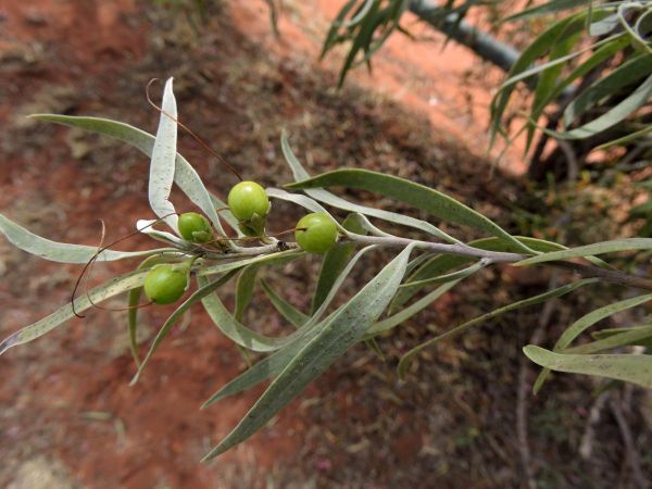 Eremophila longifolia
Berrigan (Eng) - fruits
Trefwoorden: Plant;Scrophulariaceae;Bloem;rood