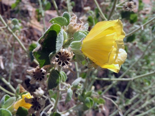 Abutilon; A. leucopetalum
Desert Lantern Flower (Eng)
Trefwoorden: Plant;Malvaceae;Bloem;geel