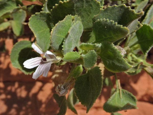 Goodenia grandiflora
Large-flowered Goodenia (Eng) - white type
Trefwoorden: Plant;Goodeniaceae;Bloem;purper;wit