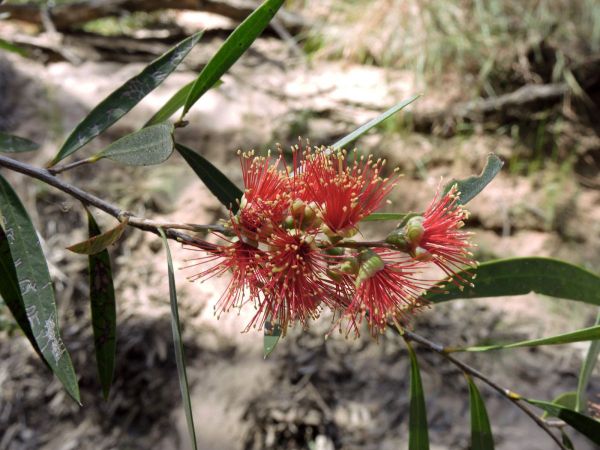 Melaleuca faucicola
Desert Bottlebrush (Eng)
Trefwoorden: Plant;Myrtaceae;Bloem;rood
