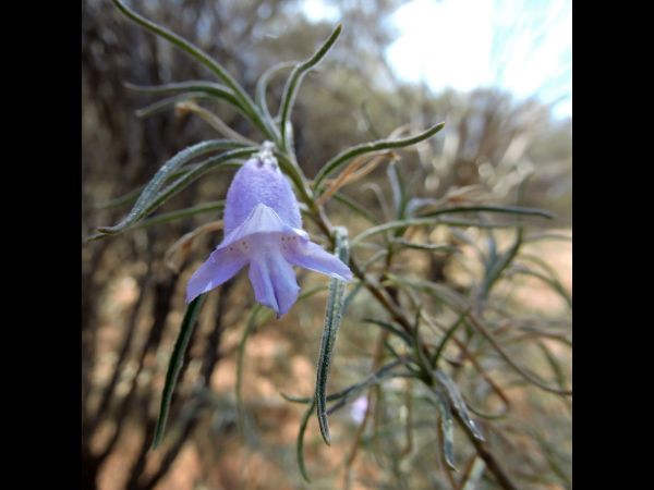 Eremophila gilesii
Desert Fuchsia (Eng)
Trefwoorden: Plant;Scrophulariaceae;Bloem;purper;roze