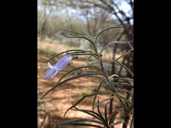 Eremophila gilesii
Desert Fuchsia (Eng)
Trefwoorden: Plant;Scrophulariaceae;Bloem;purper;roze
