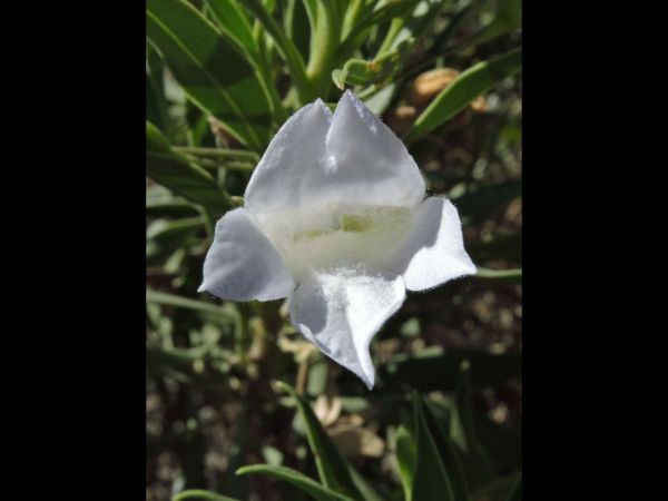 Eremophila elderi
Emu Bush (Eng)
Trefwoorden: Plant;Scrophulariaceae;Bloem;wit