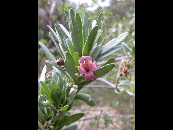Eremophila tetraptera
Trefwoorden: Plant;Scrophulariaceae;Bloem;roze