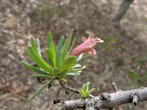 Eremophila tetraptera
Trefwoorden: Plant;Scrophulariaceae;Bloem;roze