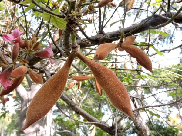 Brachychiton discolor
Lacebark Tree, Lace Kurrajong, Pink Kurrajong (Eng) - seed capsule
Trefwoorden: Plant;Boom;Malvaceae;vrucht