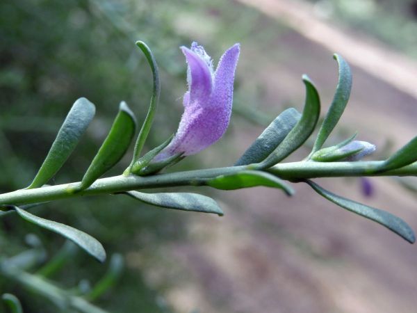 Eremophila divaricata
Spreading Emu Bush (Eng)
Trefwoorden: Plant;Scrophulariaceae;Bloem;purper;roze