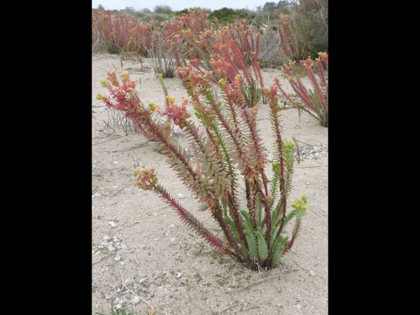 Euphorbia paralias
Sea Spurge (Eng)
Trefwoorden: Plant;Euphorbiaceae;Bloem;groen