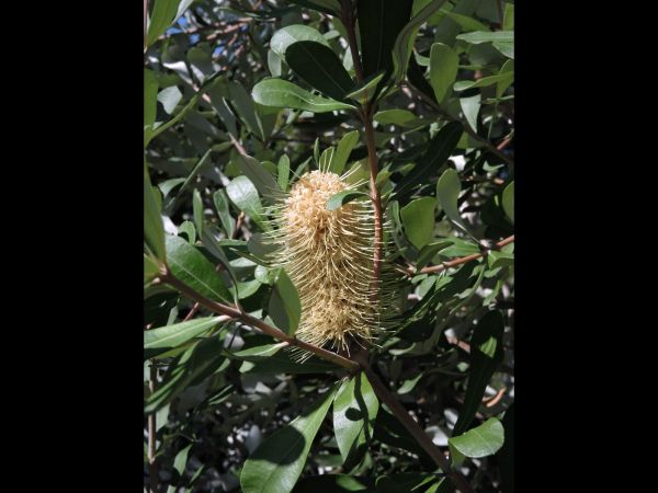 Banksia integrifolia integrifolia
Coast Banksia (Eng)
Trefwoorden: Plant;Boom;Proteaceae;Bloem;geel