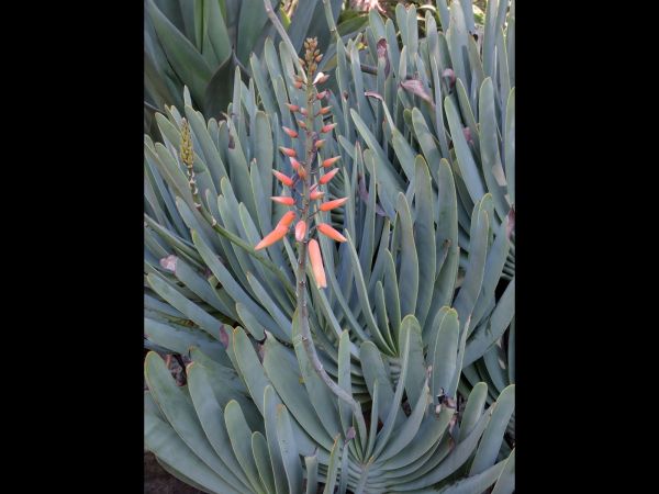 Aloe plicatilis
Fan Aloe (Eng)
Trefwoorden: Plant;Asphodelaceae;Bloem;oranje;rood
