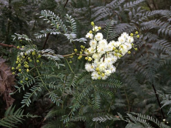 Acacia terminalis
Sunshine Wattle (Eng)
Trefwoorden: Plant;Fabaceae;Bloem;wit