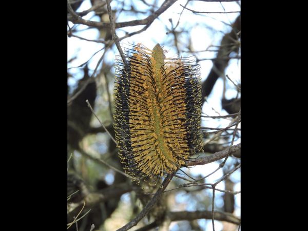Banksia spinulosa
Hairpin Banksia (Eng)
Trefwoorden: Plant;Boom;Proteaceae;Bloem;geel