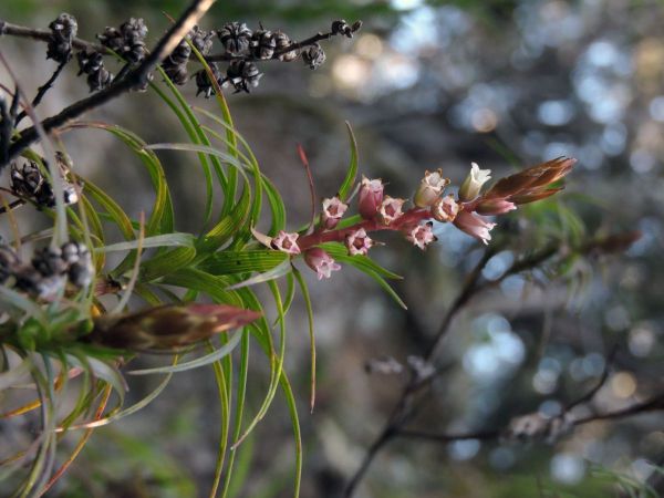 Dracophyllum secundum
Trefwoorden: Plant;Ericaceae;Bloem;roze