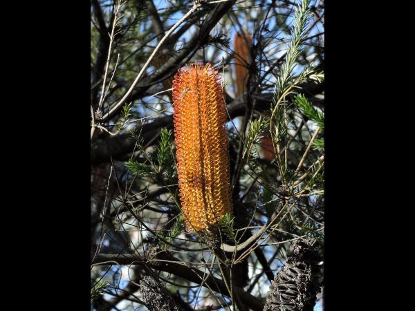 Banksia ericifolia
Heath Banksia (Eng)
Keywords: Plant;Boom;Proteaceae;Bloem;geel;oranje