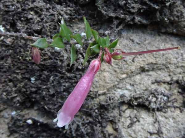 Epacris longiflora
Fuchsia Heath (Eng)
Trefwoorden: Plant;Ericaceae;Bloem;purper;roze