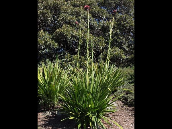Doryanthes excelsa
Gymea Lily (Eng)
Trefwoorden: Plant;Doryanthaceae;Bloem;rood