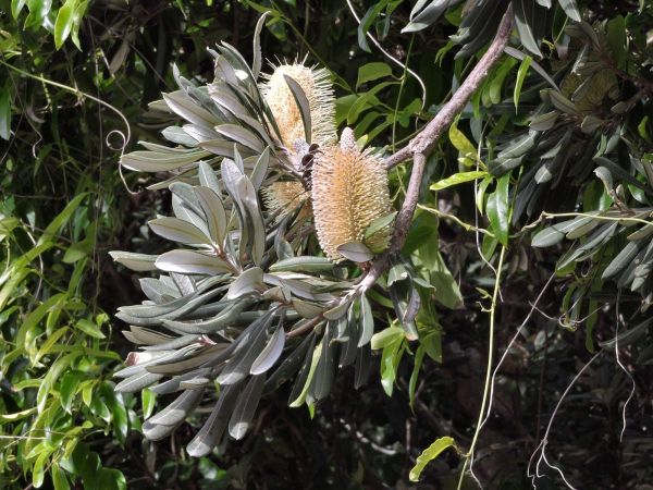 Banksia integrifolia
Coast Banksia (Eng)
Trefwoorden: Plant;Boom;Proteaceae;Bloem;geel;groen
