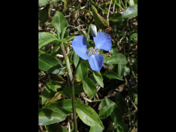 Commelina cyanea
Scurvy Weed (Eng)
Trefwoorden: Plant;Commelinaceae;Bloem;blauw