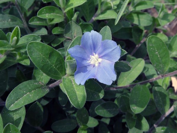 Evolvulus glomeratus
Blue Daze (Eng)
Trefwoorden: Plant;Convolvulaceae;Bloem;blauw