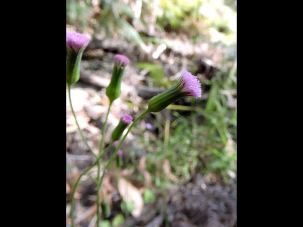 Emilia sonchifolia javanica
Cupid's Shaving Brush (Eng)
Trefwoorden: Plant;Asteraceae;Bloem;roze