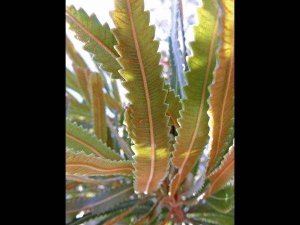 Banksia aemula
Wallum Banksia (Eng) - underside leaves
Trefwoorden: Plant;Proteaceae;Bloem;groen