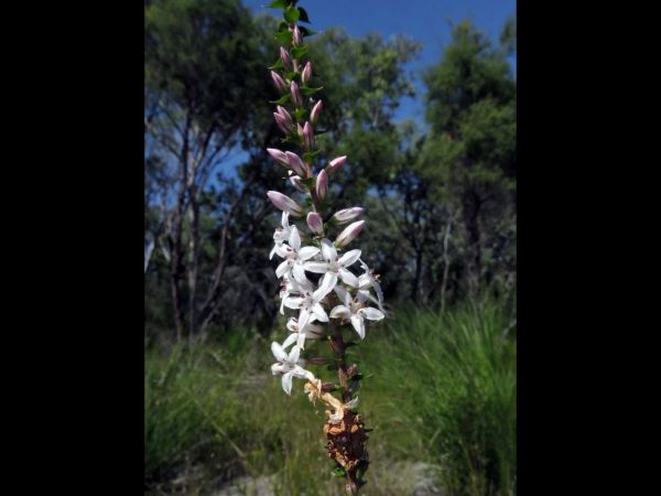 Epacris pulchella
Coral Heath, Wallum Heath (Eng)
Trefwoorden: Plant;Ericaceae;Bloem;wit