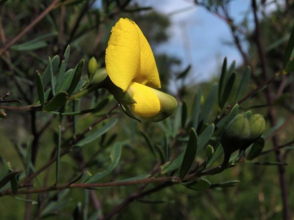 Gompholobium virgatum
Leafy Wedge Pea (Eng)
Trefwoorden: Plant;Fabaceae;Bloem;geel