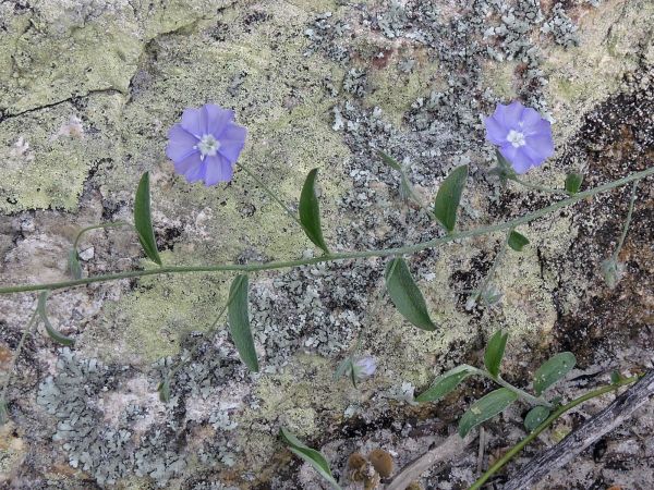 Evolvulus alsinoides
Dwarf Morning Glory (Eng)
Trefwoorden: Plant;Convolvulaceae;Bloem;blauw