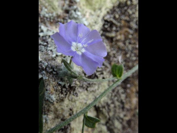 Evolvulus alsinoides
Dwarf Morning Glory (Eng)
Trefwoorden: Plant;Convolvulaceae;Bloem;blauw