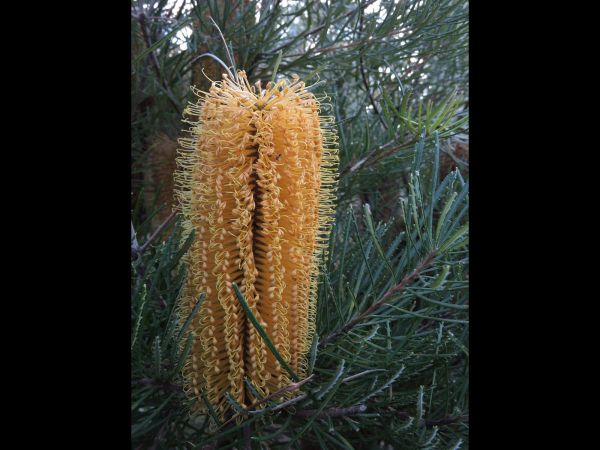 Banksia spinulosa collina
Hill Banksia (Eng)
Trefwoorden: Plant;Boom;Proteaceae;Bloem;oranje