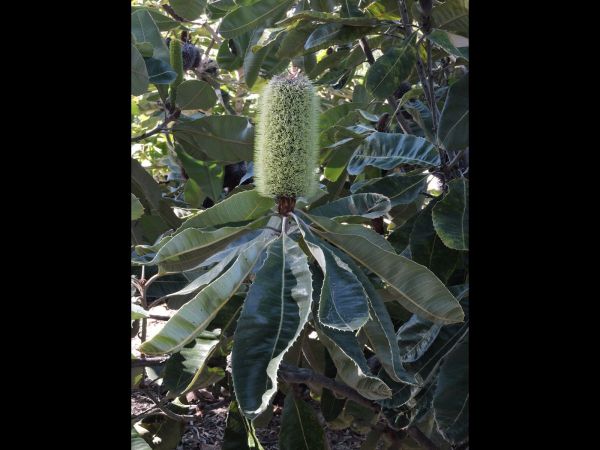 Banksia robur
Swamp Banksia (Eng)
Trefwoorden: Plant;Proteaceae;Bloem;groen