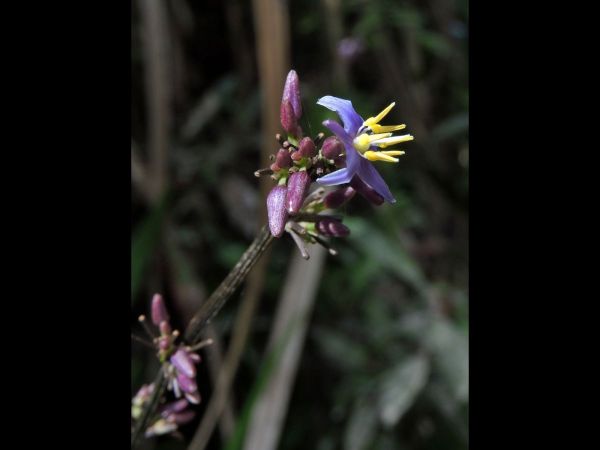 Dianella caerulea
Blue Flax-Lily (Eng)
Trefwoorden: Plant;Asphodelaceae;Bloem;blauw;purper