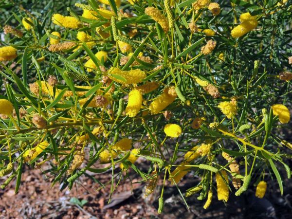 Acacia macdonnelliensis
Macdonnell Mulga (Eng)
Trefwoorden: Plant;Fabaceae;Bloem;geel