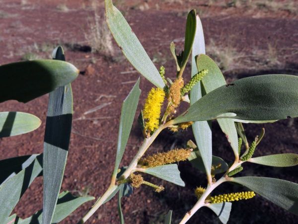 Acacia kempeana
Witchetty Bush (Eng)
Trefwoorden: Plant;Fabaceae;Bloem;geel