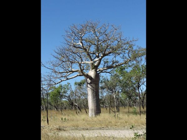 Adansonia gregorii
Boab, Australian Baobab (Eng) - fruit
Trefwoorden: Plant;Boom;Malvaceae