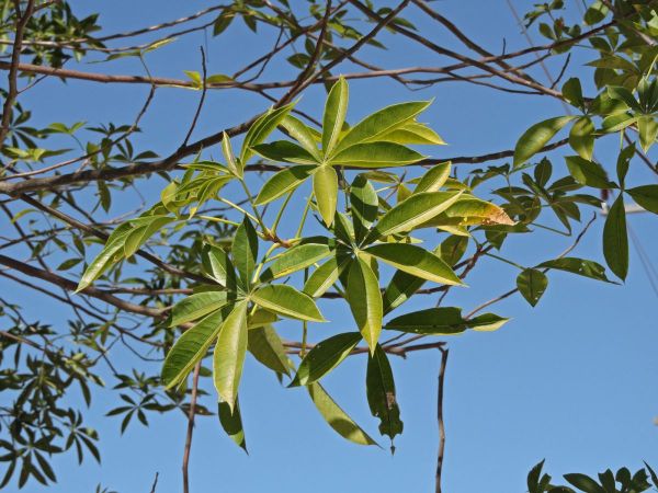 Adansonia gregorii
Boab, Australian Baobab (Eng)
Trefwoorden: Plant;Boom;Malvaceae