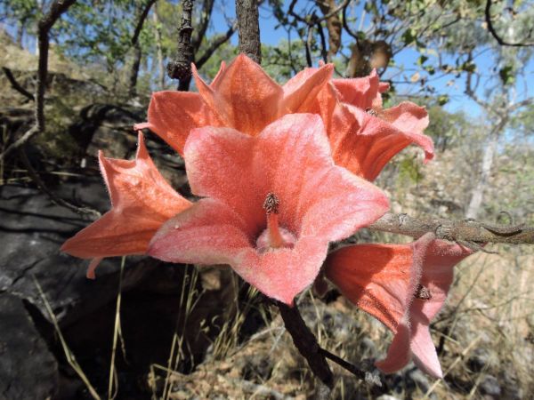 Brachychiton viscidulus
Sticky Kurrajong, Kimberley Rose (Eng)
Trefwoorden: Plant;Boom;Malvaceae;Bloem;oranje;rood