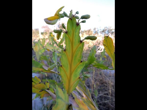 Bossiaea; B. armitii
Trefwoorden: Plant;Fabaceae;Bloem;geel