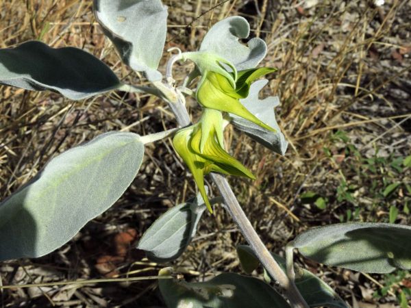 Crotalaria cunninghamii
Green Birdflower (Eng)
Trefwoorden: Plant;Fabaceae;Bloem;geel;groen