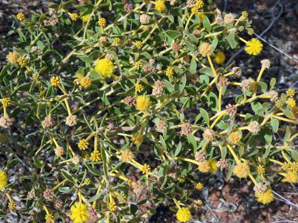 Acacia stellaticeps
Northern Star Wattle, Poverty Bush (Eng)
Trefwoorden: Plant;Fabaceae;Bloem;geel