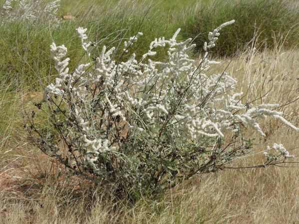 Aerva javanica
Kapok Bush, Desert Cotton (Eng)
Trefwoorden: Plant;Amaranthaceae;Bloem;wit
