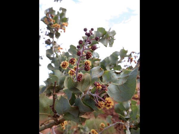 Acacia inaequilatera
Fire Wattle, Kanji Bush (Eng)
Trefwoorden: Plant;Boom;Fabaceae;Bloem;geel