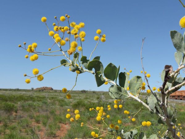 Acacia pyrifolia
Ranji Bush (Eng)
Trefwoorden: Plant;Boom;Fabaceae;Bloem;geel