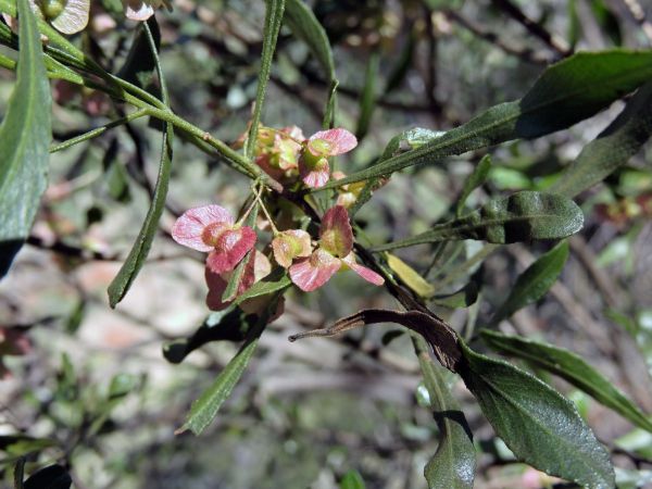 Dodonaea viscosa
Broad Leaf Hopbush (Eng) - capsules
Keywords: Plant;Sapindaceae;vrucht